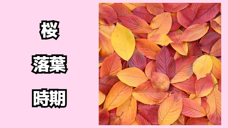 桜の木が落葉する時期は？紅葉はするの？