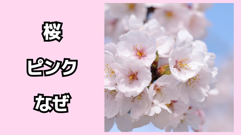 桜の花の色はなぜピンク？散ったあと赤くなる理由も解説