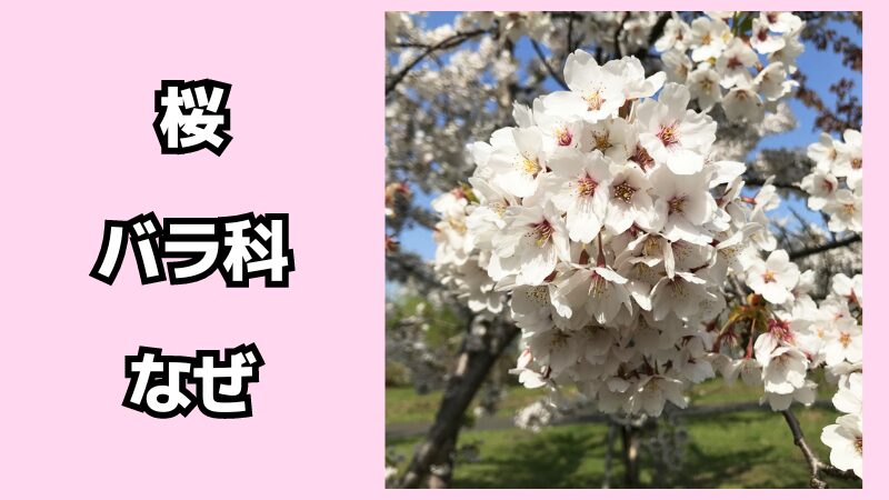 桜はなぜバラ科なの？アレルギーはある？