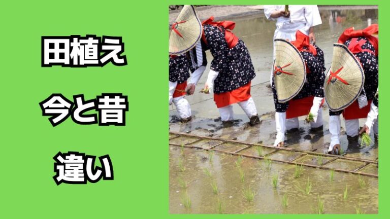 田植えの今と昔の違いについて！昔の道具も紹介 | イベントハック