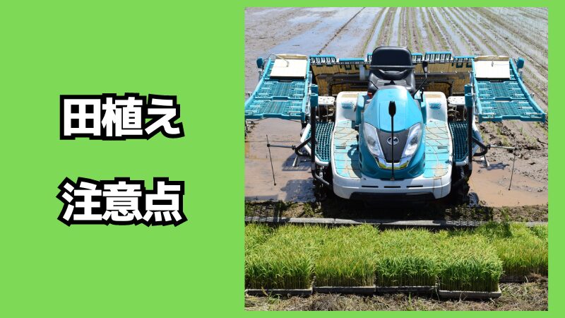 田植えの注意点は？作業のコツも紹介