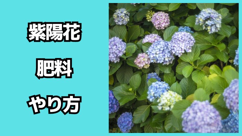 紫陽花の肥料のやり方について！時期も解説