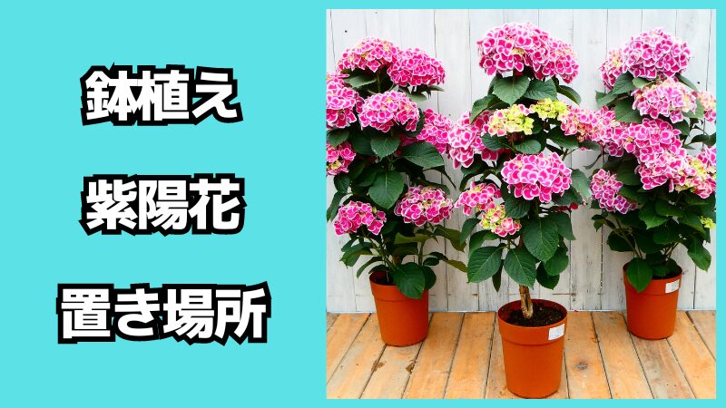 鉢植えの紫陽花の置き場所はどこがいい？越冬させるには？