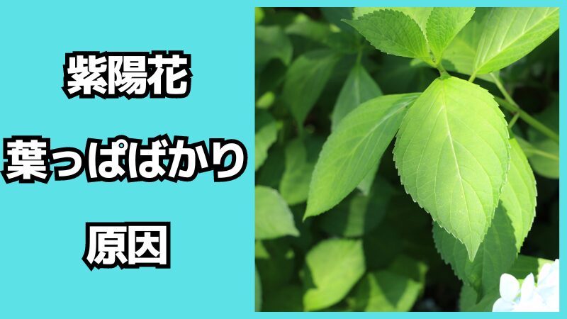 紫陽花が葉っぱばかりになる原因は？対処法も解説