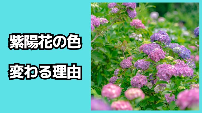 紫陽花の色が変わる理由について！色の種類も解説