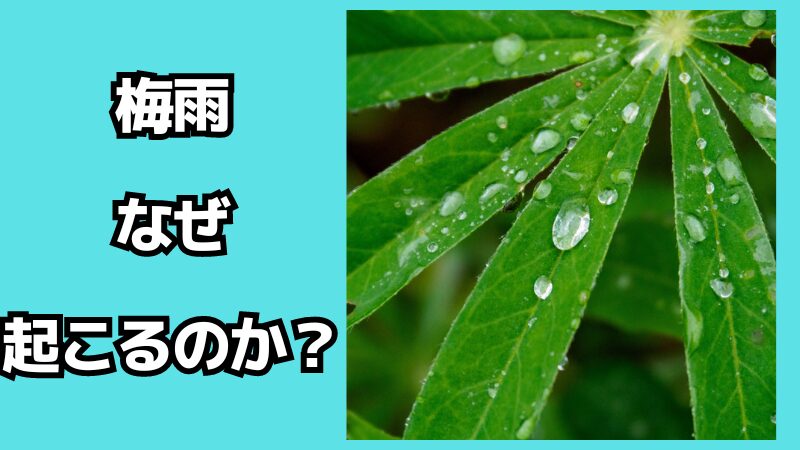 梅雨はなぜ起こるのか？6月の理由も解説