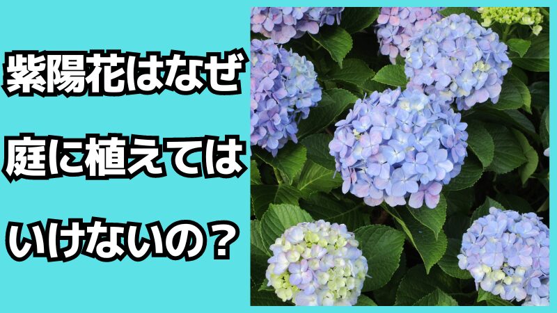 紫陽花はなぜ庭に植えてはいけないの？増やしてはいけない理由も解説