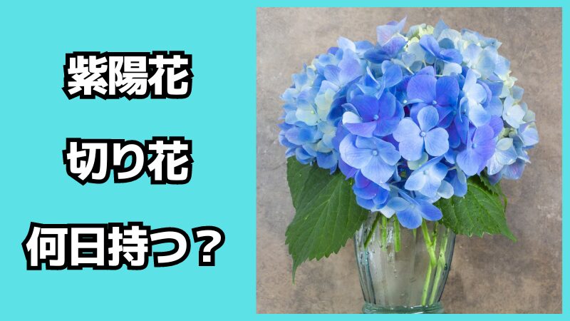 紫陽花の切り花は何日持つ？長持ちさせるには？