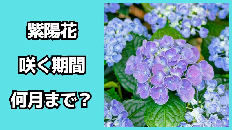 紫陽花が咲く期間は何月まで？剪定の時期も解説