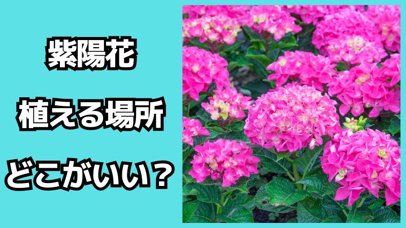 紫陽花を植える場所はどこがいい？育て方も解説