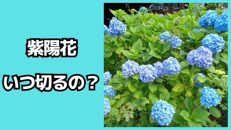 紫陽花の花はいつ切るの？どこを切る？