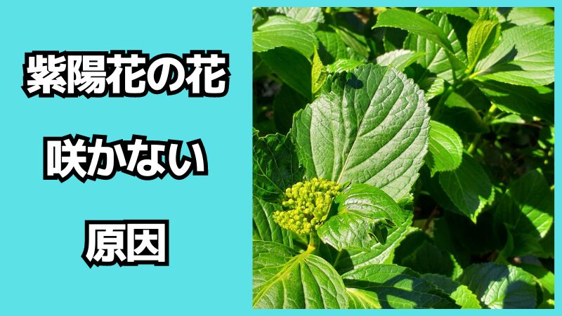 紫陽花の花が咲かない原因は？対処法も解説