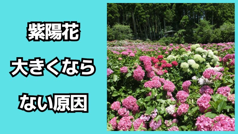 紫陽花が大きくならない原因は？対処法も解説