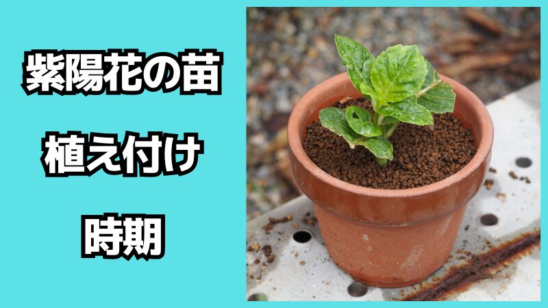 紫陽花の苗の植え付け時期について！地植えのデメリットは？